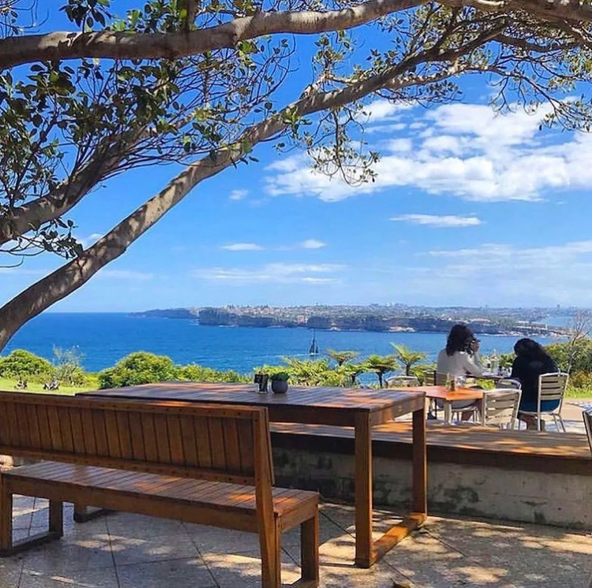 Outdoor timber tables under a spreading fig at Bella Vista on North Head Scenic Drive, with the blue ocean and the distant coastline stretching south beyond the headland.