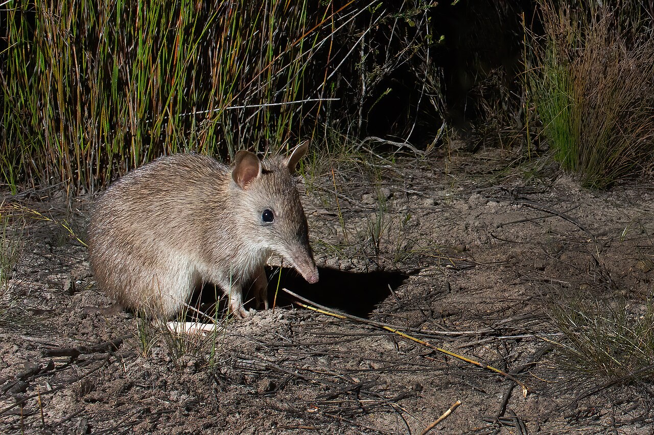 A long-nosed bandicoot at the entrance to its burrow at night, pointed snout, rounded ears, grey-brown fur, on sandy ground among coastal sedge. Photographed in the Northern Beaches, New South Wales. Photo: JJ Harrison, CC BY-SA 3.0.