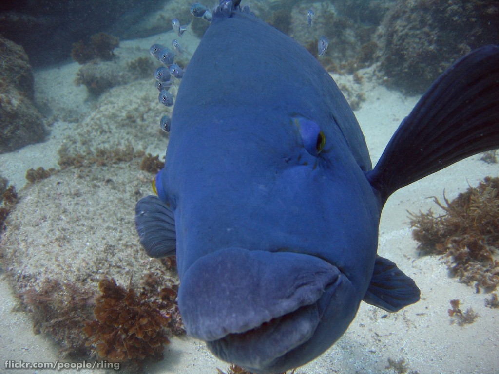 A large male eastern blue groper facing the camera in shallow water over sand and weed, deep blue, thick-lipped, with a school of small silver fish alongside. Photographed at Shelly Beach, Manly. Photo: Richard Ling, CC BY-SA 2.0.