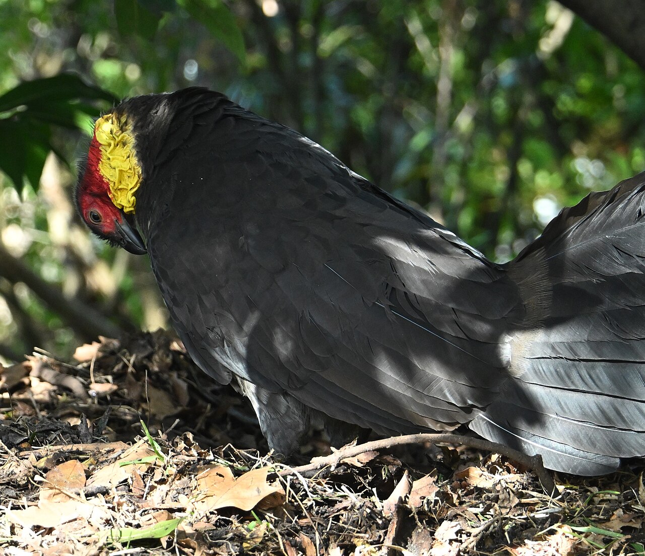 An Australian brush turkey on leaf litter, glossy black plumage, bare red head and a bright yellow wattle at the neck.