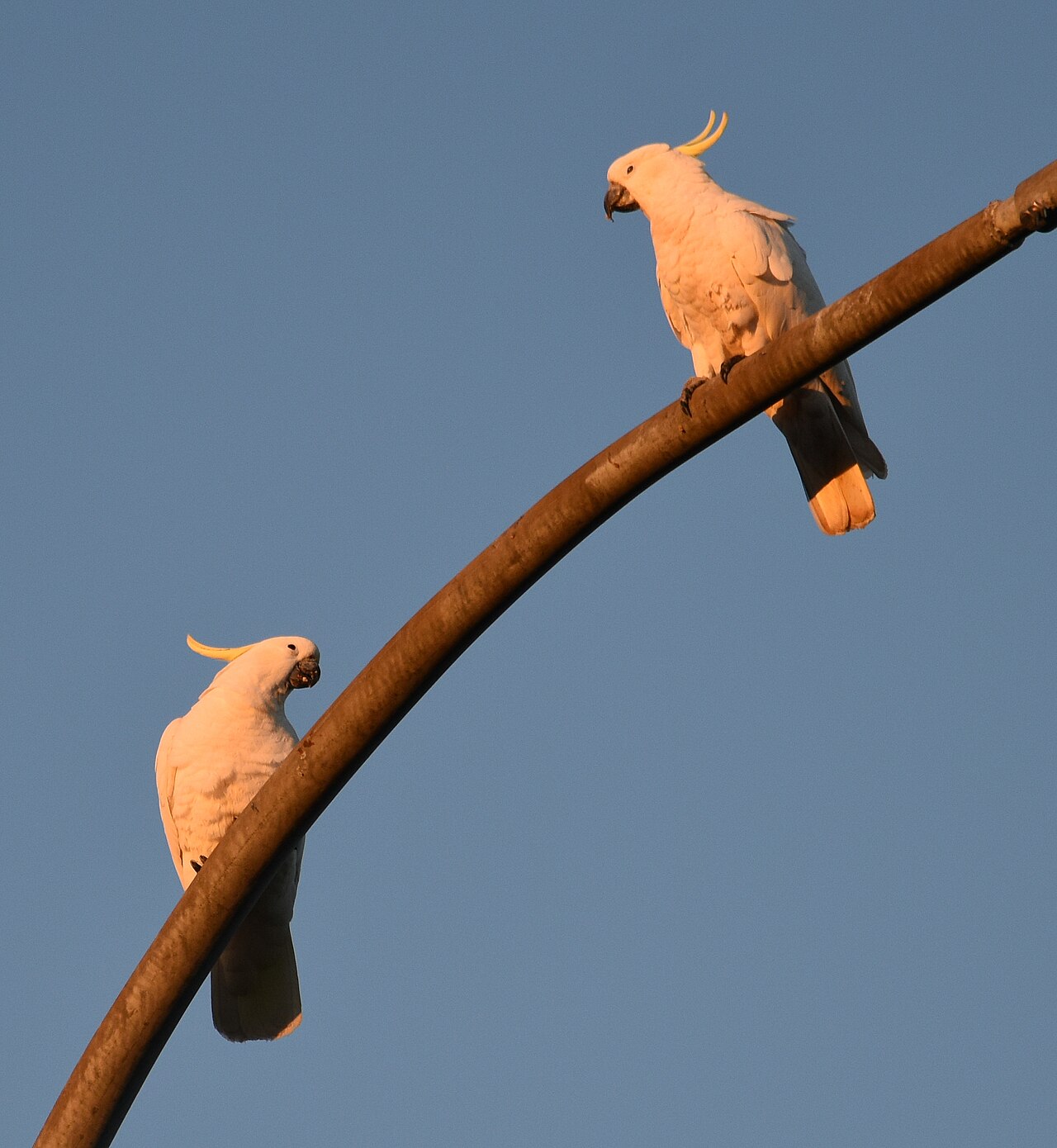 Two sulphur-crested cockatoos perched on a curved streetlamp arm against a clear evening sky, crests half-raised, lit warm by low sun.