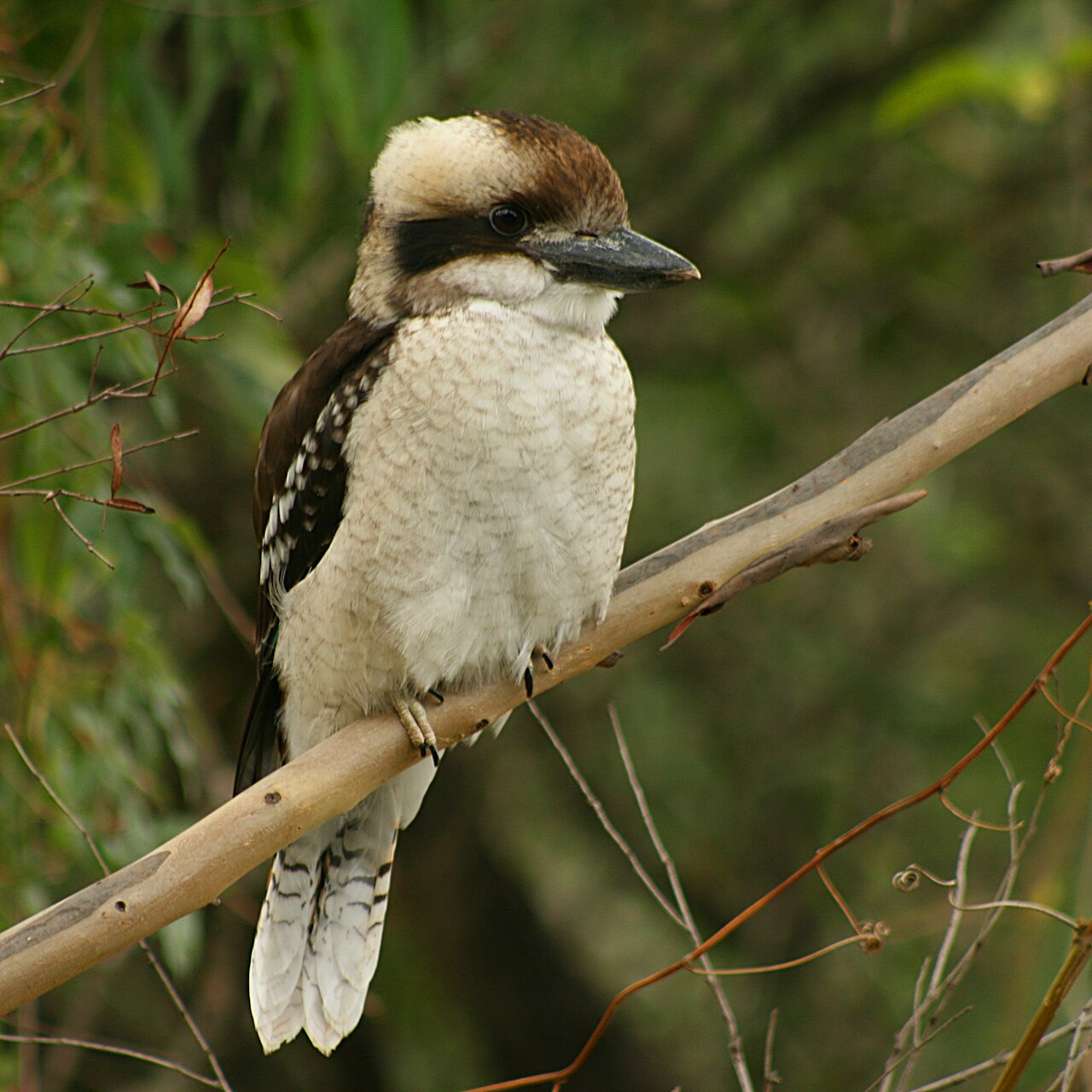 A laughing kookaburra perched on a bare branch, cream head with a dark eye stripe, heavy grey bill, brown wings flecked with white.