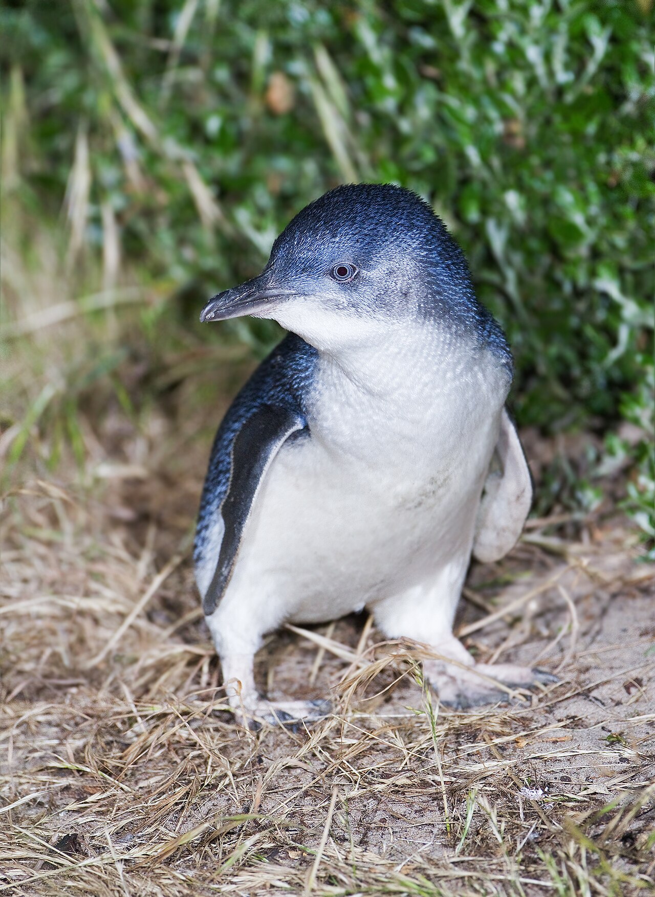 A little penguin standing on sand and tussock grass at night, deep blue-black above and clean white below, about the height of a house cat. Photographed at Bruny Island, Tasmania — there is no publishable photograph of a Manly bird, and that is rather the point. Photo: JJ Harrison, CC BY-SA 3.0.