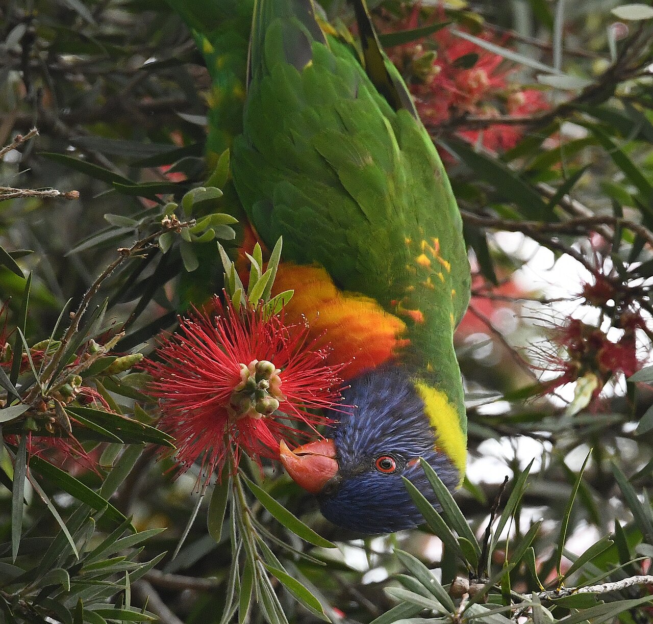 A rainbow lorikeet hanging upside down to feed from a red bottlebrush flower, blue head, orange breast and vivid green wings.