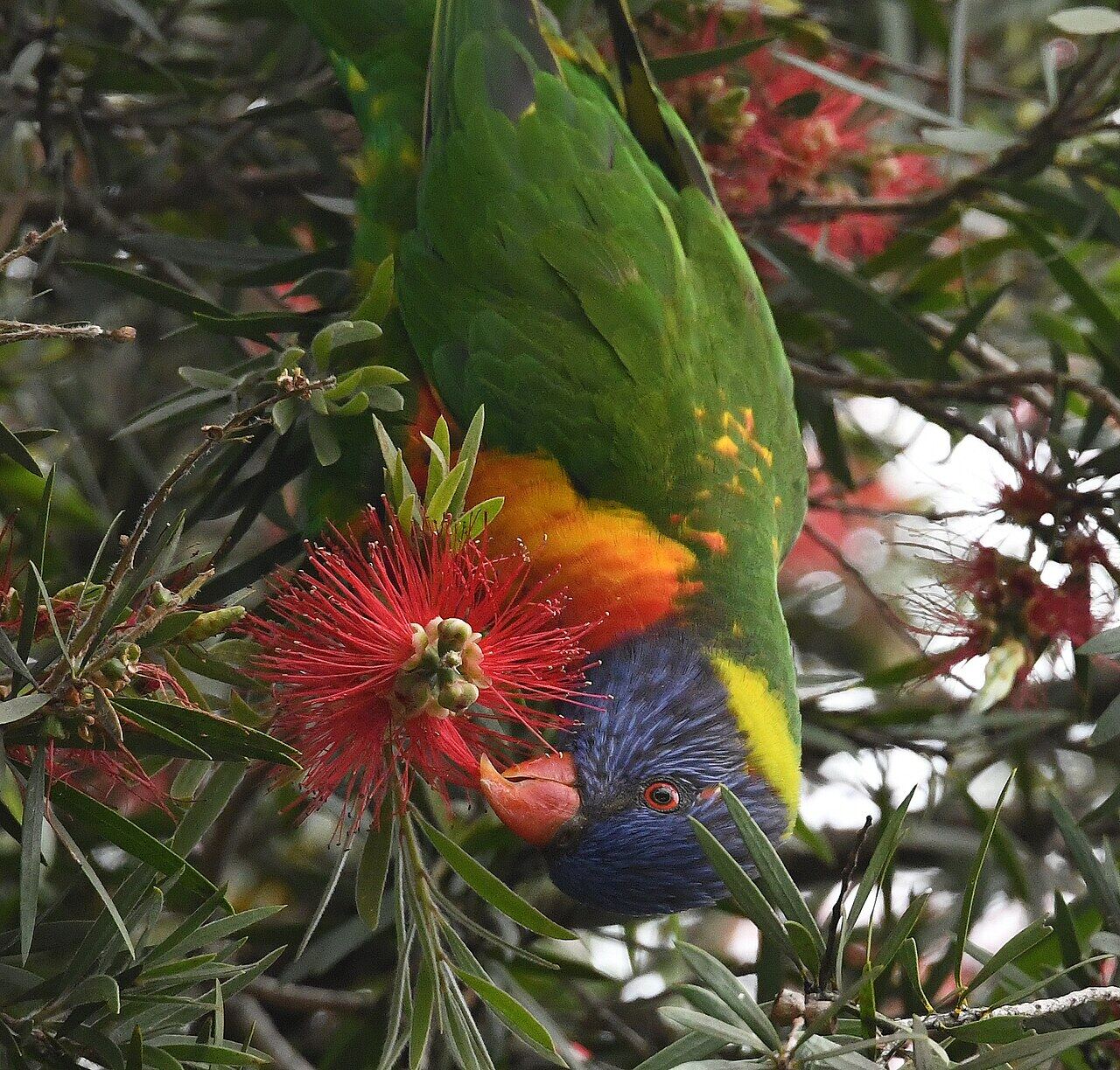 A rainbow lorikeet hanging upside down to feed from a red bottlebrush flower, blue head, orange breast and vivid green wings.