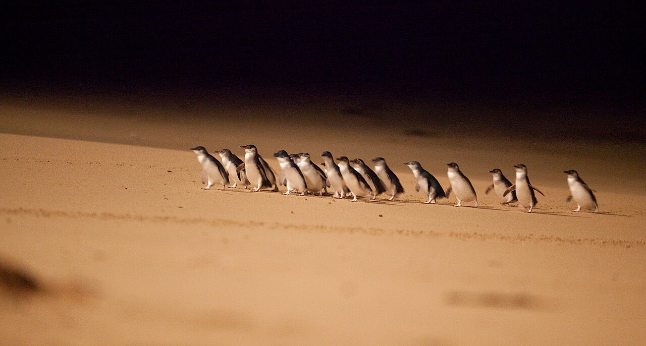 Little penguins coming ashore after dark and walking up the sand towards their burrows. This is Phillip Island in Victoria, where a ticketed viewing platform makes the nightly arrival a tourist attraction. Manly has nothing of the kind, deliberately. Photo: Phillip Island Tourism, CC BY-SA 4.0.