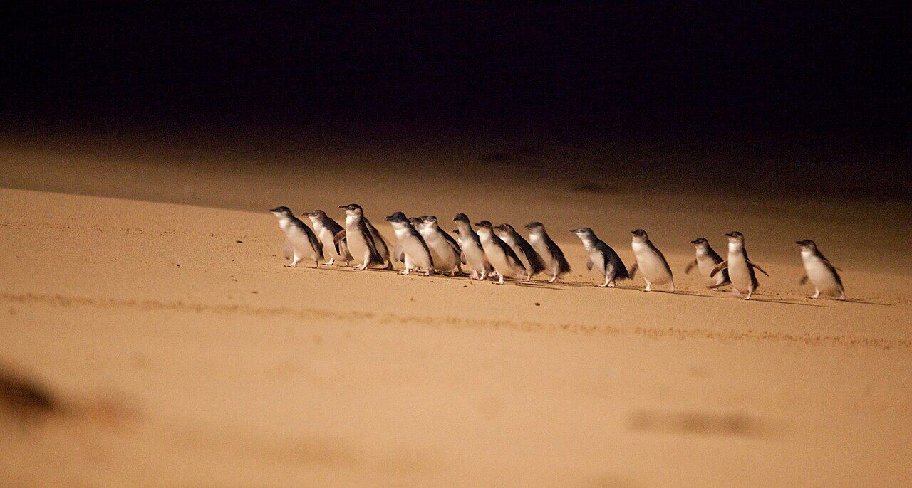 Little penguins coming ashore after dark and walking up the sand towards their burrows. This is Phillip Island in Victoria, where a ticketed viewing platform makes the nightly arrival a tourist attraction. Manly has nothing of the kind, deliberately. Photo: Phillip Island Tourism, CC BY-SA 4.0.