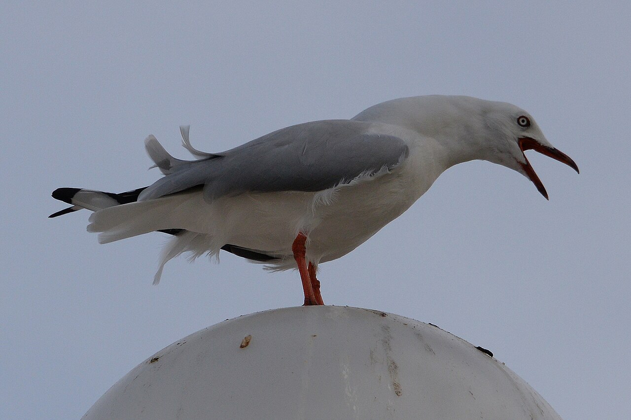 A silver gull with its beak wide open mid-call, wings half-spread, standing on a white bollard.
